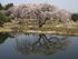 花園のしだれ桜